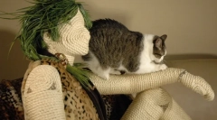 Як вибрати братечка, що саме так, як кішка